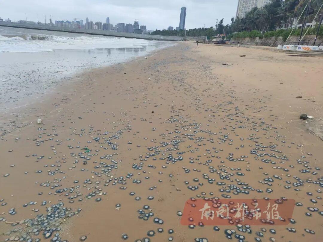 ?？谖骱０逗Ｓ虺霈F的出現<strong></strong>銀幣水母。（市民供圖）