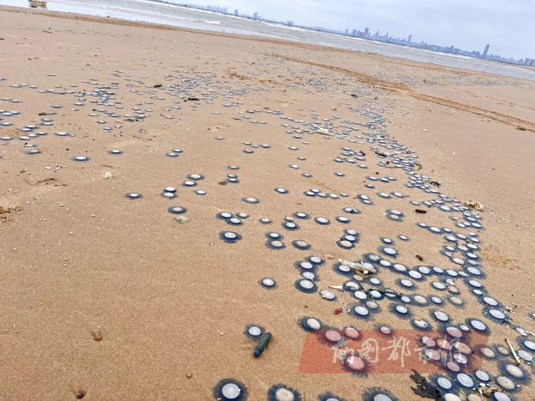 ?？谖骱０逗Ｓ虺霈F的銀幣水母。（市民供圖）