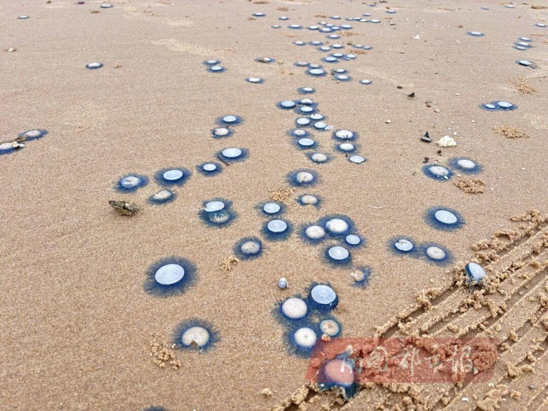 ?？谖骱０逗Ｓ虺霈F的銀幣水母銀幣水母。（市民供圖）