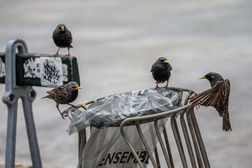2020年4月6日，法國在法國巴黎，提高鳥兒在路邊搶食。禽流<strong></strong>新華社發(fā)（奧雷利安·莫里薩爾攝）