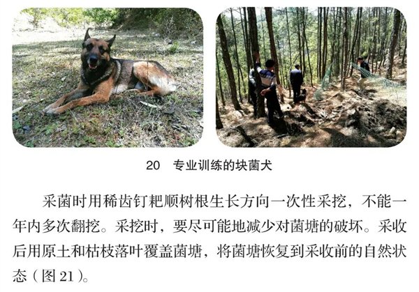  《主要野生食用菌保育促繁技术》中对于如何正确采集野生菌的介绍