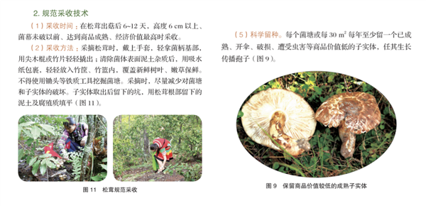  《主要野生食用菌保育促繁技术》中对于如何正确采集野生菌的介绍