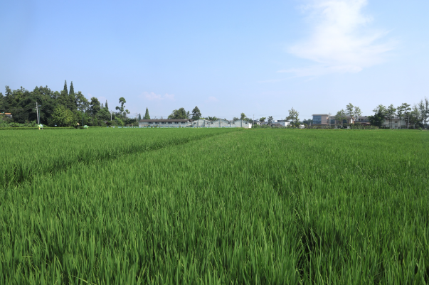 天府粮仓精品区·高标准粮源基地。省储备粮集团供图