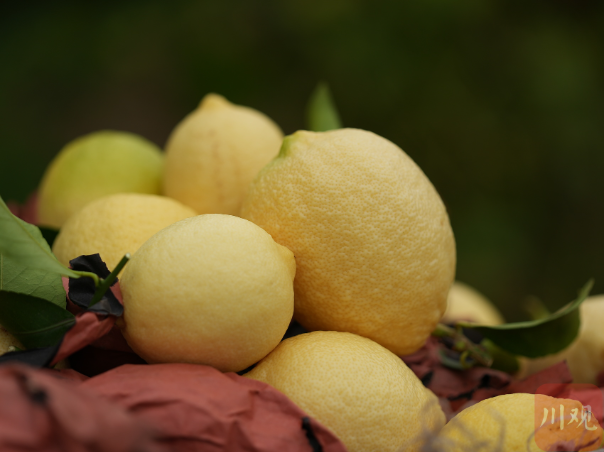 10月初，四川安岳县新鲜柠檬已经成熟，开始采摘，这是新采摘的柠檬鲜果。川观新闻记者&nbsp;韦维 摄影