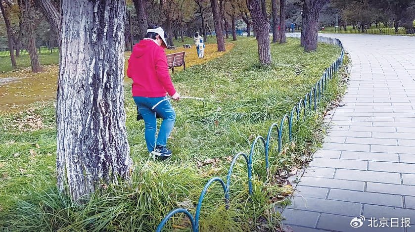折断树枝采摘果实 成包成袋捡拾种子 “暴力进货”式捡秋有点煞风景|核桃_新浪财经_新浪网