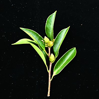 五指山油茶幼枝海南大学热带油茶研究团队供图