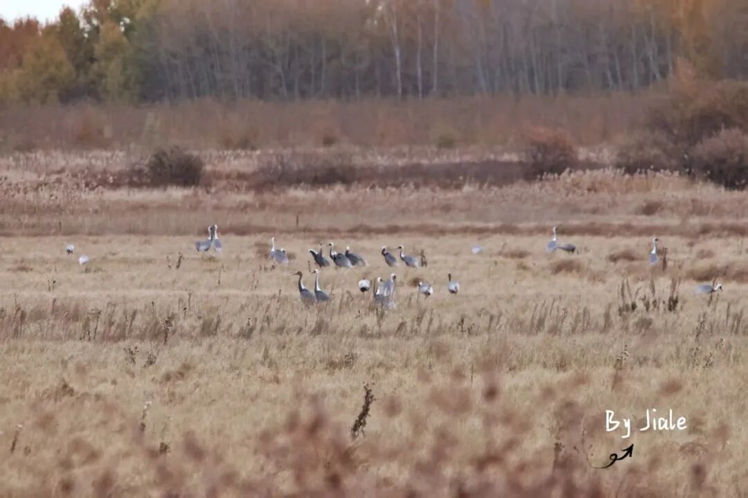 伪叔侄禁忌恋??久别重逢破镜重圆he—— 傅西辞 ?? 秦栀