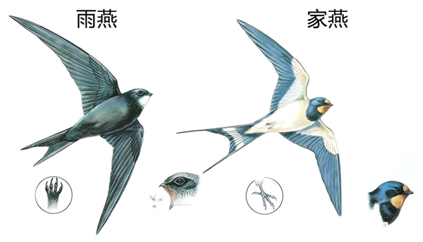 △ 雨燕科和燕科足部有明显的不同