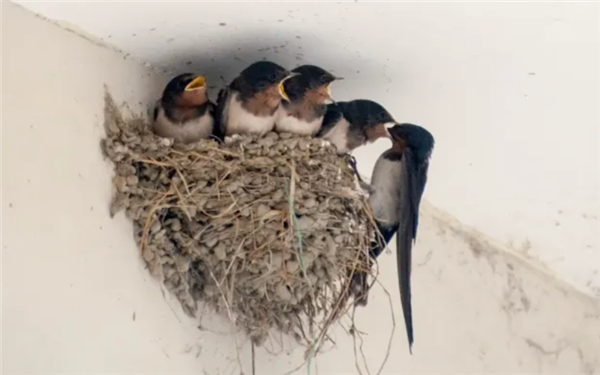 △ 家燕的巢穴