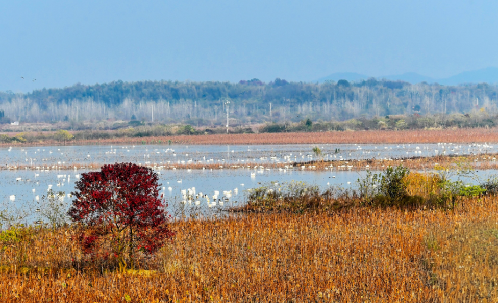 贵阳品茶如何省30%费用?全区优选指南+避坑清单