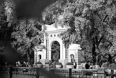 金秋时节，清华大学校园内的银杏树悄然褪去翠绿，披上璀璨金装。新华社发