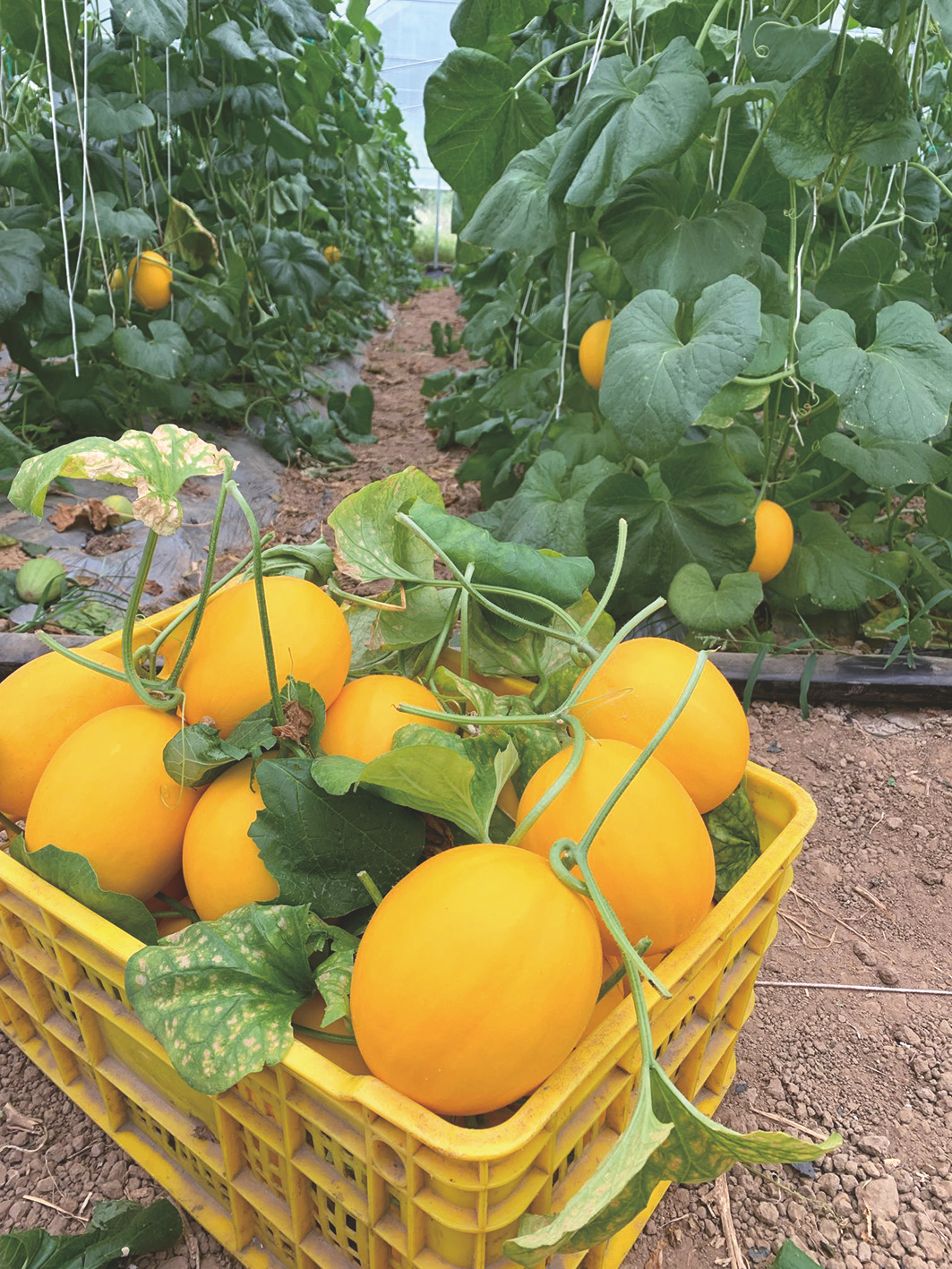200元一条龙快餐现象：都市快节奏下的饮食革命