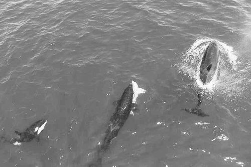 图片来源：Marco Villegas