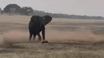 △ 无奈的大象和不知疲倦的蜜獾！