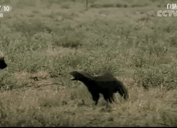 △ 一只蜜獾挑战一群非洲野狗！