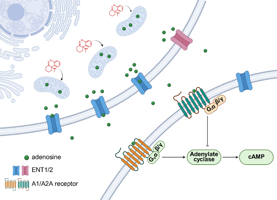 ▲ 图 4. 氯胺酮诱导大脑腺苷释放机制