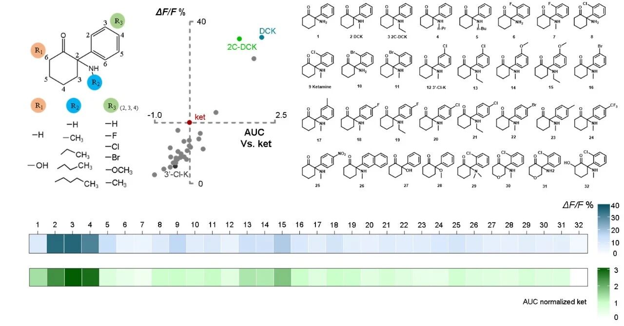▲ 图 5. 基于腺苷表型的药物筛选系统
