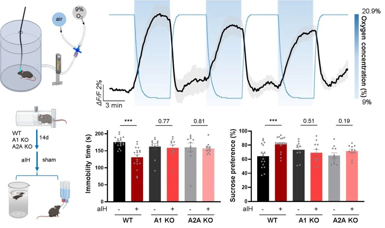 ▲ 图 6. 急性间歇性缺氧诱导腺苷释放并减轻抑郁样表型