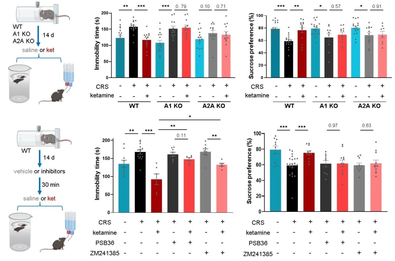 ▲ 图 2. 遗传学与药理学手段证明腺苷信号介导了氯胺酮的快速抗抑郁表型