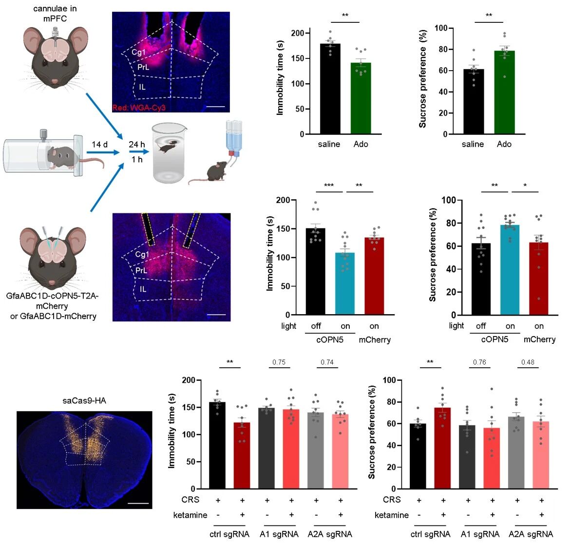 ▲ 图 3.内侧前额叶皮层腺苷信号与抗抑郁表型之间的充分必要性