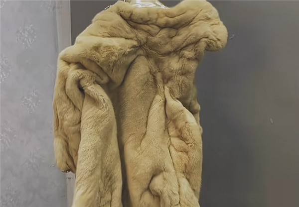 水洗后的貂皮大衣：示意图