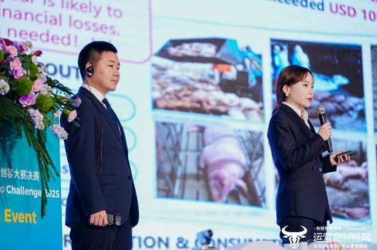 ▲2025年全球农创客大赛上，中国参赛队伍正在介绍自研的AI养猪方案。傅俊豪｜摄