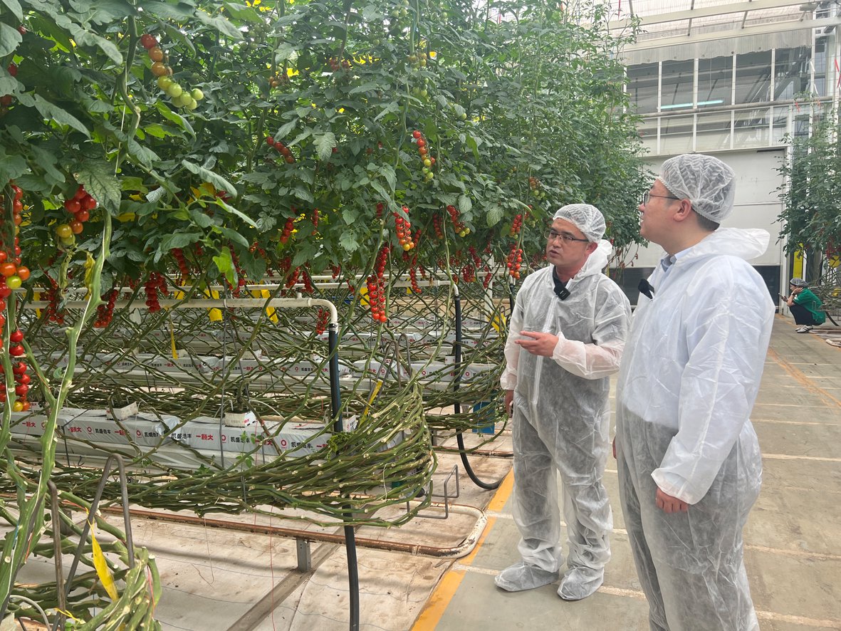 图为农行工作人员到凯盛浩丰番茄智慧大棚调研。（资料照片）