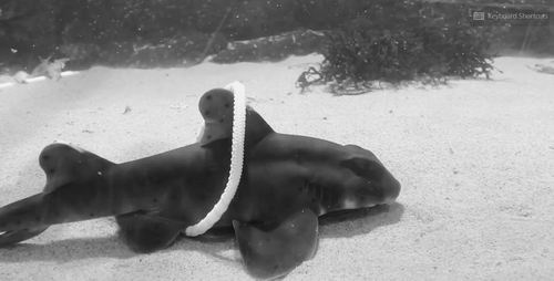 图片来源：AUTUMN SMITH