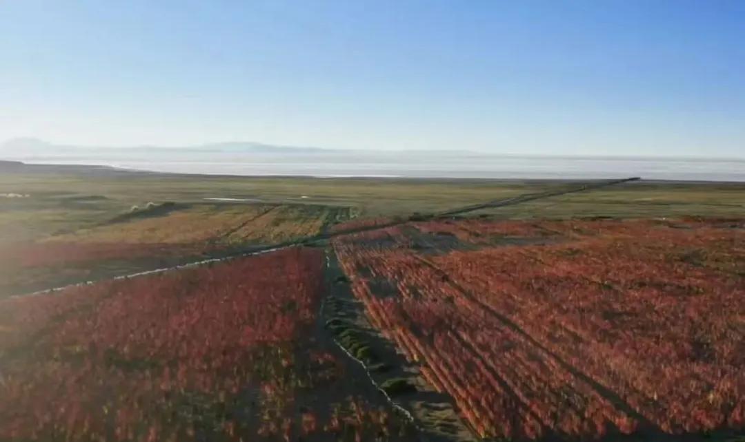 在哈萨克斯坦盐碱地种植的藜麦。