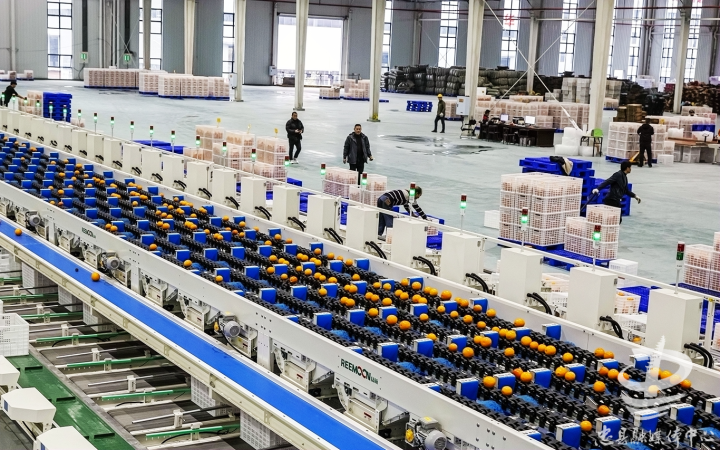 重庆(忠县)现代农业柑橘产业园。来源：忠县政府官网