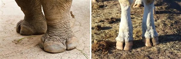 △ 左边是犀牛脚，右边是牛脚