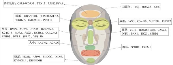 图源：参考文献 [7]甚至有科学家依据基因来预测人类长相的研究[8]。