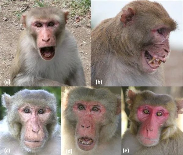 图源：参考文献