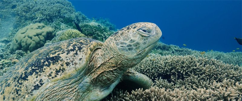 索尼FX3A优异高感光性能成像清晰，色彩还原