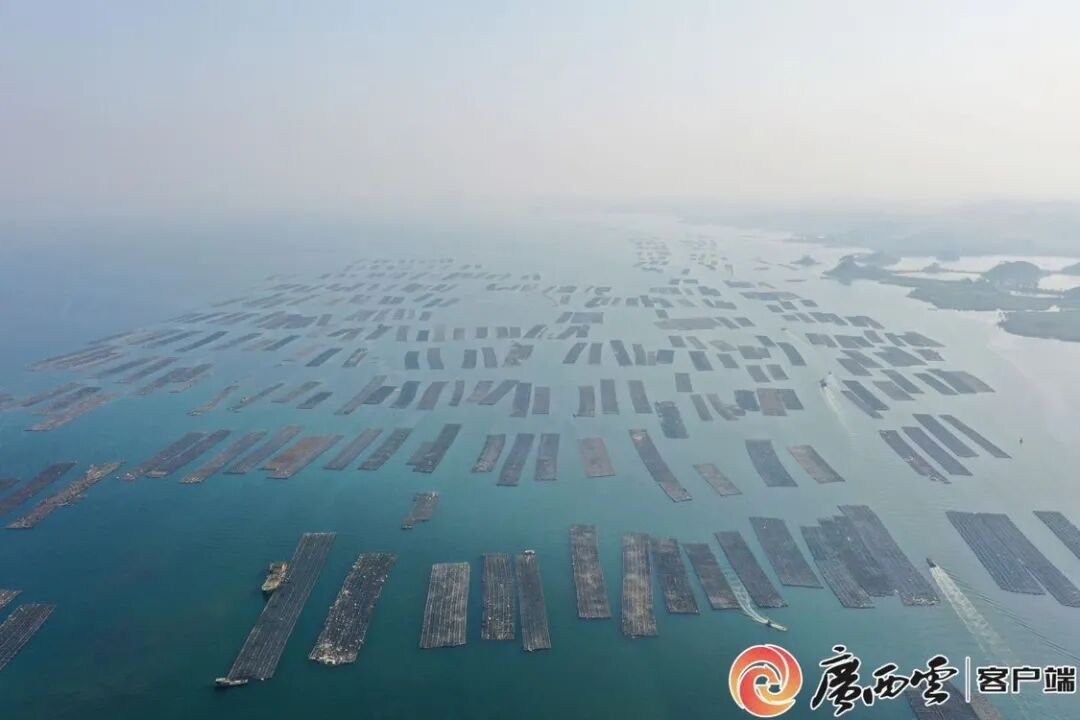 蚝肥鱼跃,珠圆玉润,绘就蓝色经济发展新画卷