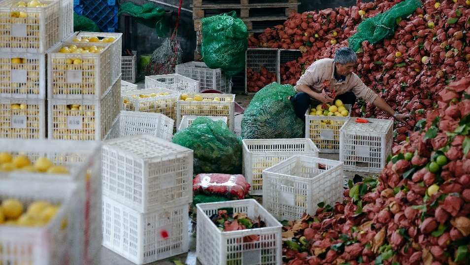 ▲三季度，“多多好特产”团队深入数十个农产区，助力农户丰产增收。（李靖 摄）