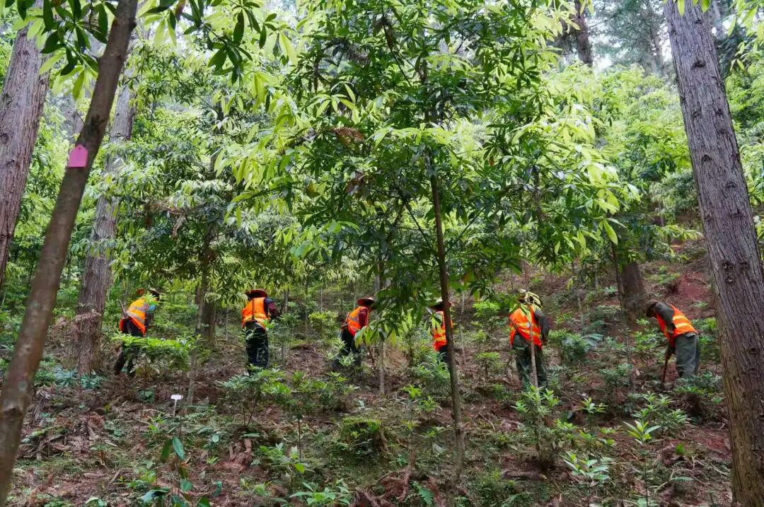 林农正有序进行除草工作