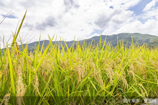 農戶(hù)“必備品”補貼已下達！農險持續擴面提標增品，保障網(wǎng)越織越密
