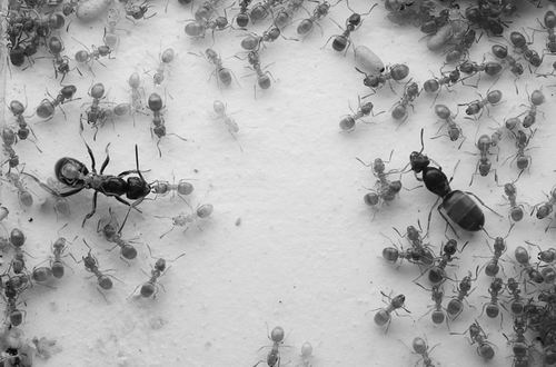 图片来源：《当代生物学》