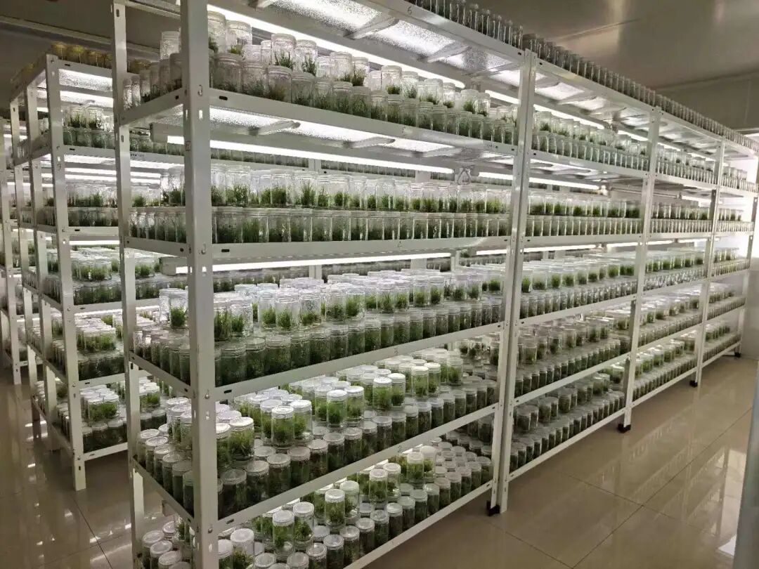 糖料蔗脱毒健康种苗培育基地。（资料图）