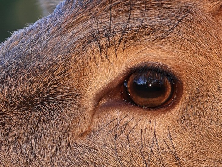 100%局部放大裁切