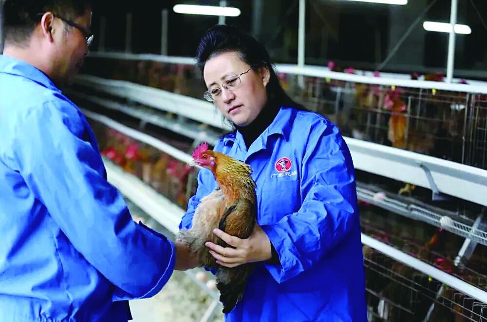 张正芬在清远鸡养殖基地检查种鸡生产情况