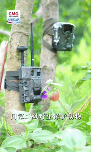 △此前鲲鹏径一号桥红外相机记录下的豹猫画面