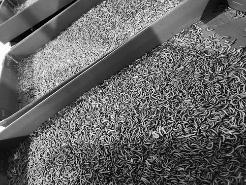 中国农业科学院蜜蜂研究所供图