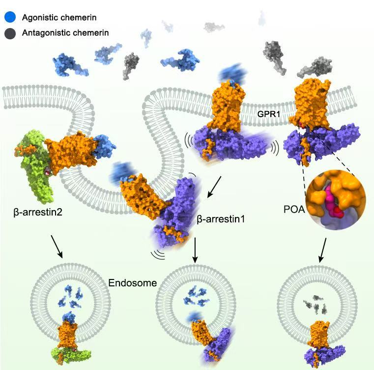 GPR1与阻遏蛋白的复合物结构示意图（吴蓓丽研究组提供）
