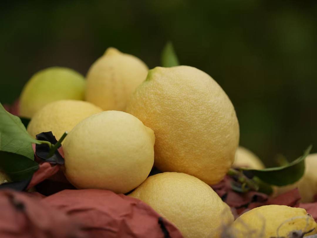 △刚采摘下来的安岳柠檬。韦维 摄