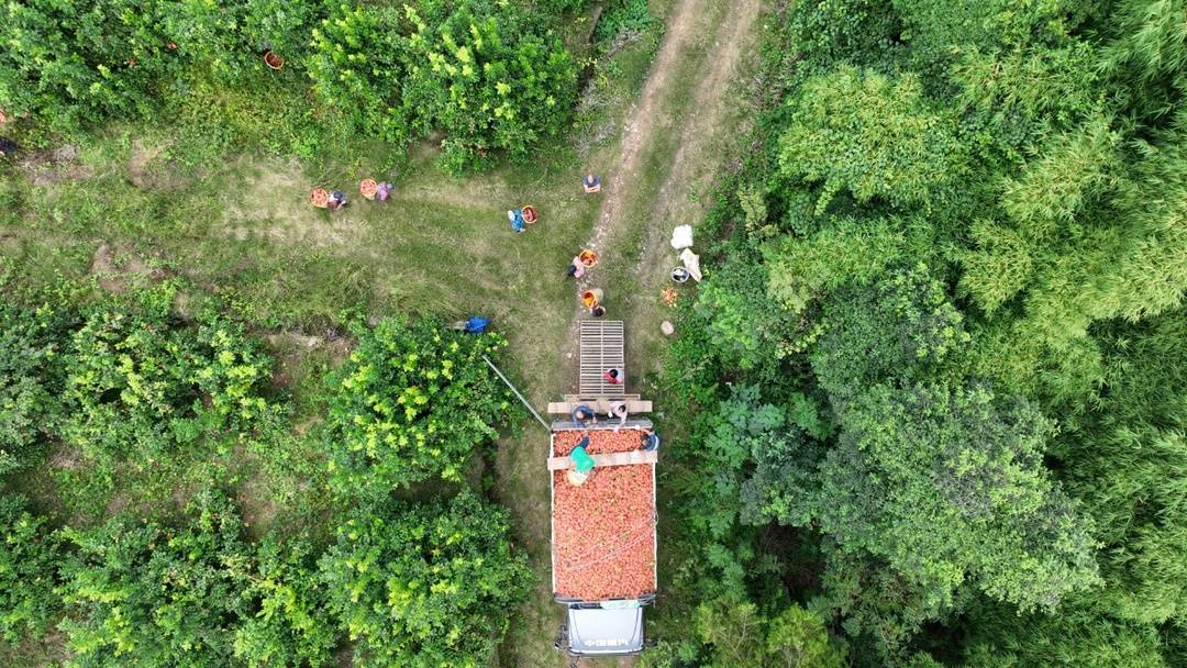 △安岳柠檬丰收，图为采收现场。韦维 摄