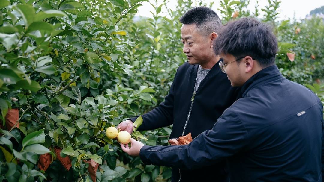 △电商新农人深入田间地头选果。李靖 摄