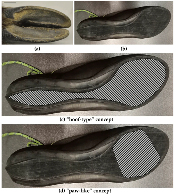△ 现在的一些专业攀岩鞋的仿生对象就是山羊蹄子