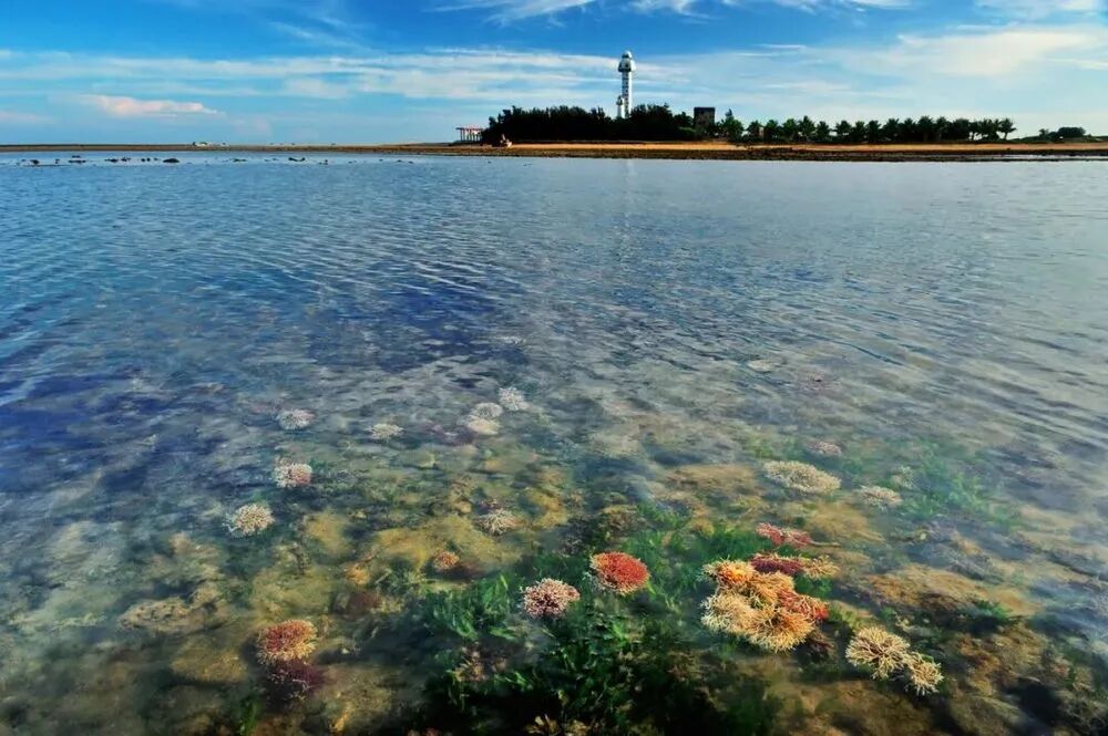 广东徐闻珊瑚礁国家级自然保护区的珊瑚.受访者供图